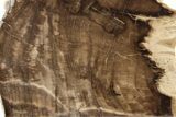 Polished, Petrified Wood (Metasequoia) Stand Up - Oregon #263489-1